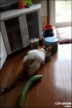 e1S8bI42ehyy0ZJP.gif