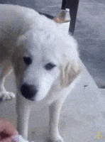 HI1VeolG53ZSxpSw.gif