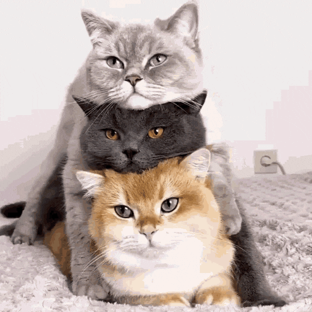 fbF0e8VoJWNa3fMF.gif