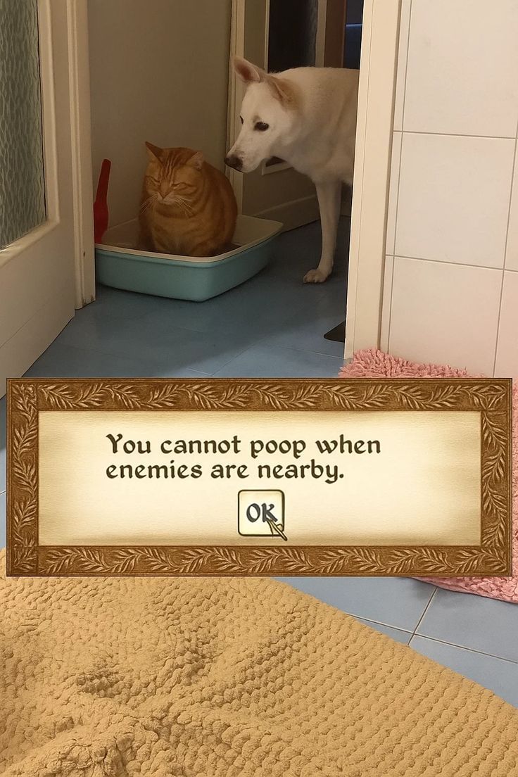 t1RA1uveLO61iYkq.jpg