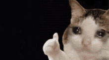 QYp5H66GEzGmqpqm.gif