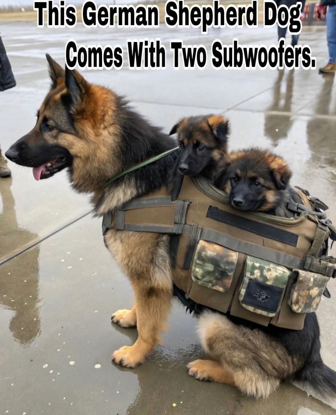 1rS5LPdyCrnsNr7b.jpg