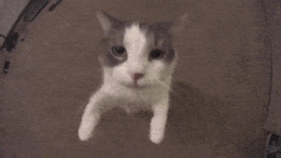 gf0RfWnvT6mQT4OO.gif