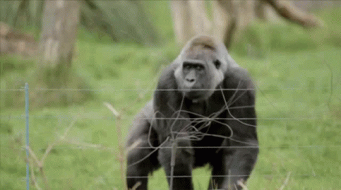 XaXdvGFYqlm9A1zl.gif