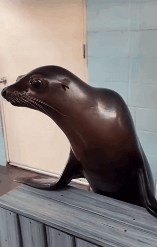 orW3mX2GzYQE3ifm.gif