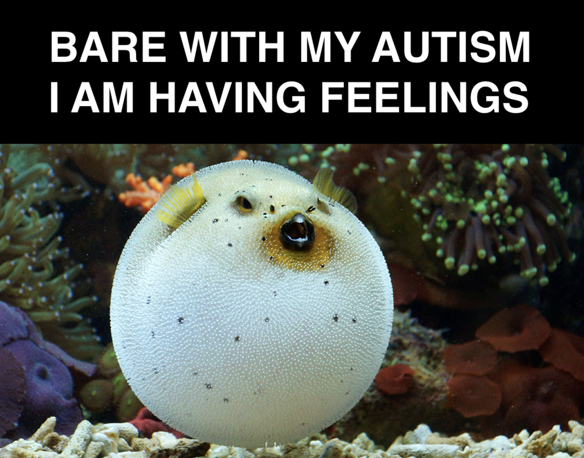 I9zcGMYPfCShtj4C.png