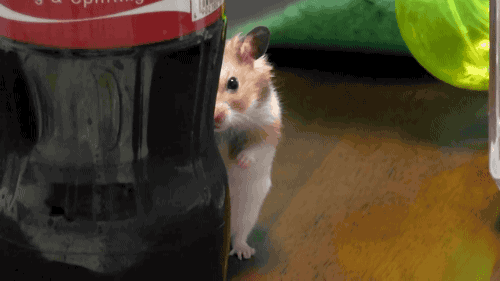 iYii1XZJwm726bC5.gif