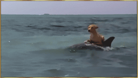 2SdmDh8lVAV4lfqk.gif